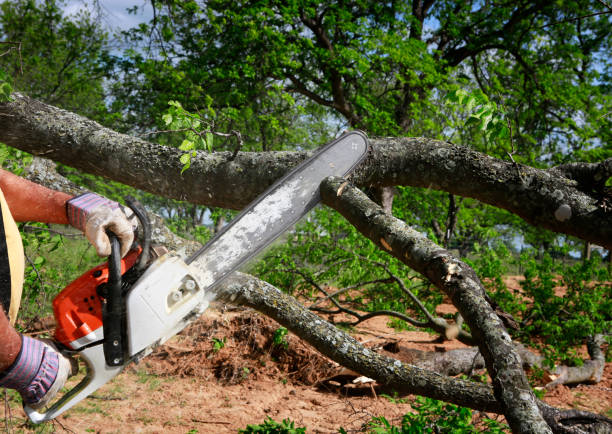  Converse, TX Tree Services Pros